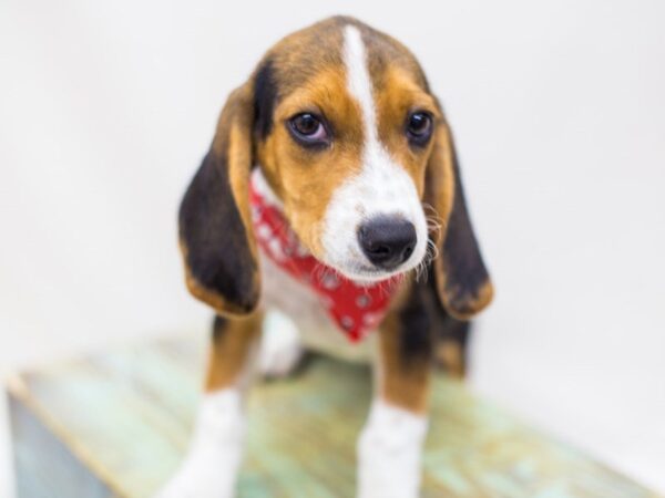 Beagle DOG Male Tri Color 14273 Petland Wichita, Kansas