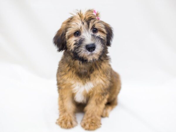 Soft Coated Wheaten Terrier DOG Female Wheaten 14272 Petland Wichita, Kansas