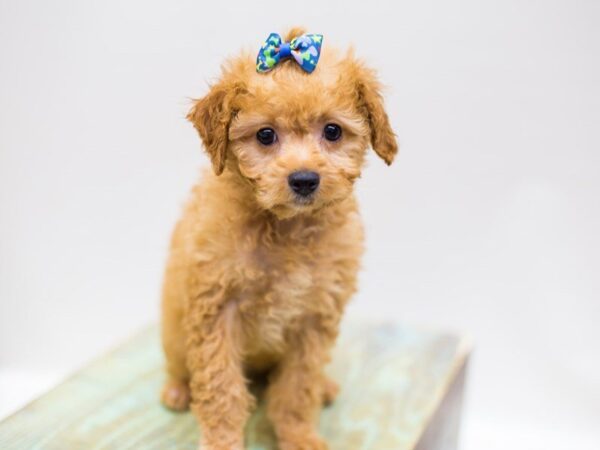 Cavapoo DOG Female Golden 14267 Petland Wichita, Kansas