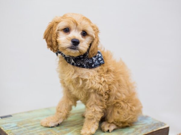 Cavapoo DOG Male Golden 14265 Petland Wichita, Kansas