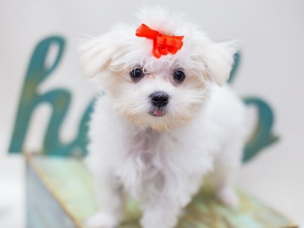 Maltese-DOG-Female-White-14225-Petland Wichita, Kansas