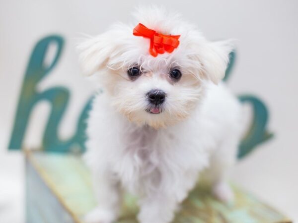 Maltese DOG Female White 14225 Petland Wichita, Kansas