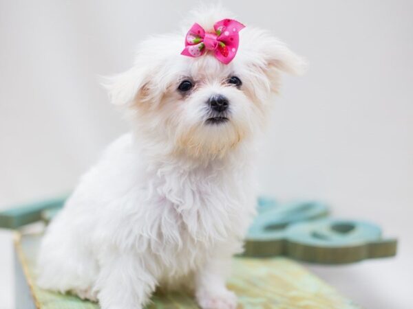 Maltese DOG Female White 14224 Petland Wichita, Kansas