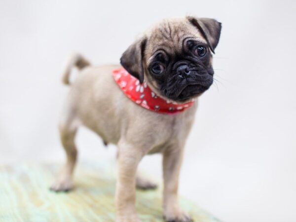 Pug DOG Male Fawn 14222 Petland Wichita, Kansas