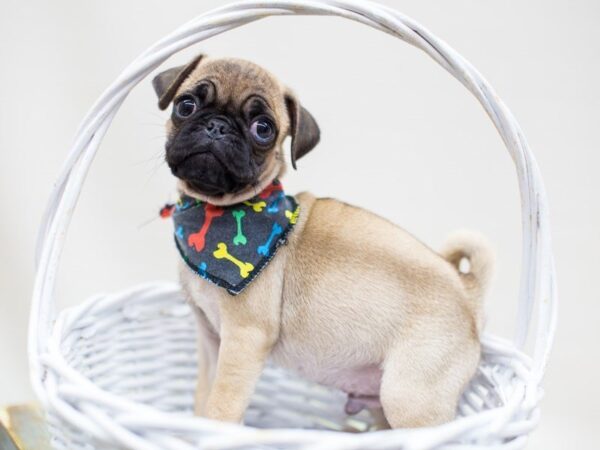 Pug-DOG-Male-Fawn-14221-Petland Wichita, Kansas