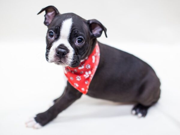 Boston Terrier DOG Male Black & White 14220 Petland Wichita, Kansas