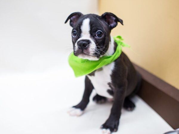 Boston Terrier DOG Male Black & White 14219 Petland Wichita, Kansas