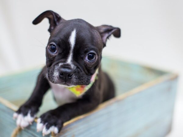 Boston Terrier DOG Male Black & White 14218 Petland Wichita, Kansas