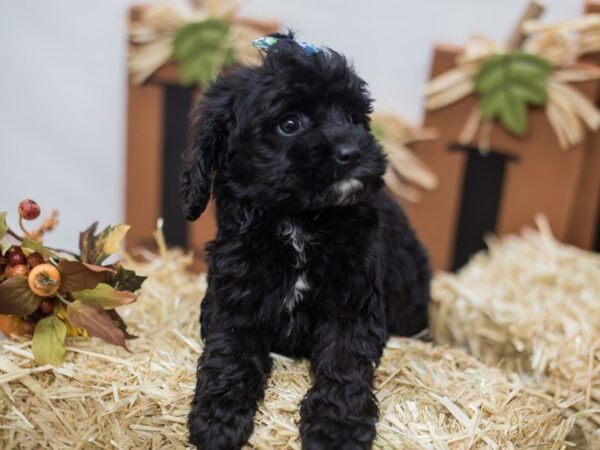 Cockapoo DOG Female Black 14304 Petland Wichita, Kansas