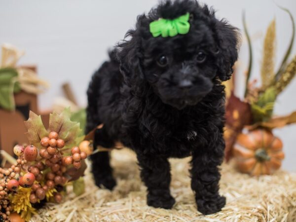 Cockapoo-DOG-Female-Black-14303-Petland Wichita, Kansas