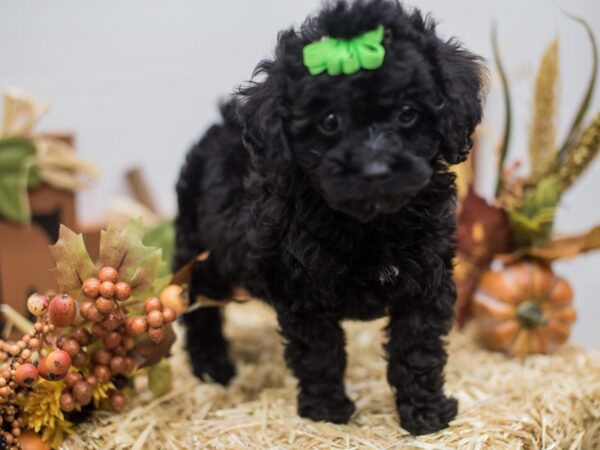 Cockapoo DOG Female Black 14303 Petland Wichita, Kansas