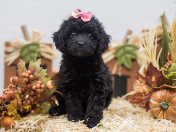 Cockapoo DOG Female Black 14302 Petland Wichita, Kansas