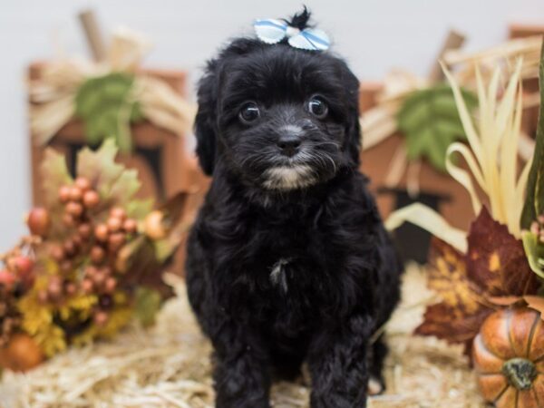 Cockapoo DOG Female Black 14301 Petland Wichita, Kansas