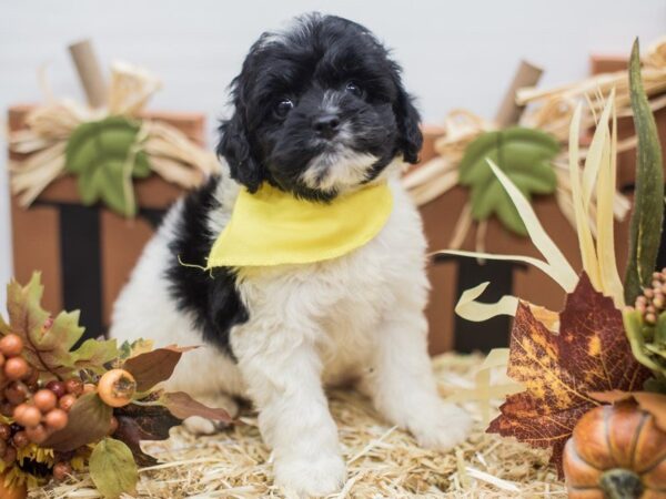 Cockapoo DOG Male Black & White 14300 Petland Wichita, Kansas