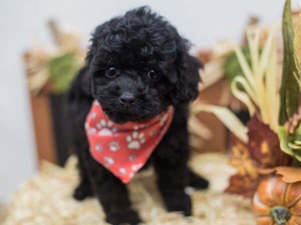 Cockapoo DOG Male Black 14299 Petland Wichita, Kansas