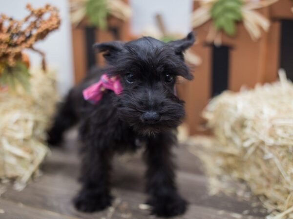 Miniature Schnauzer DOG Female Black 14298 Petland Wichita, Kansas