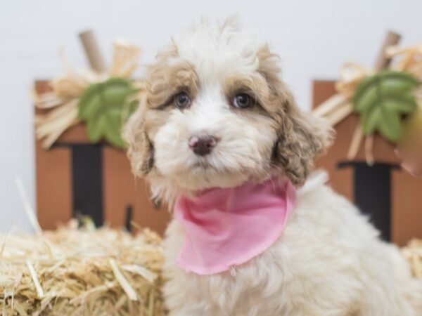 Aussiedoodle-DOG-Female-Red and White-14296-Petland Wichita, Kansas