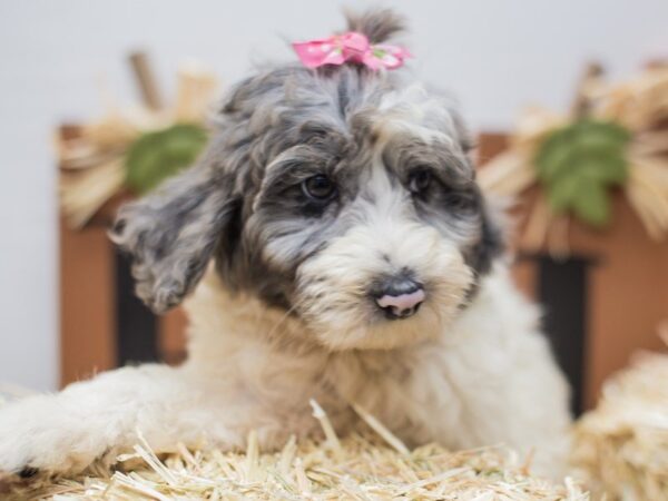 Aussiedoodle-DOG-Female-Blue Merle-14295-Petland Wichita, Kansas