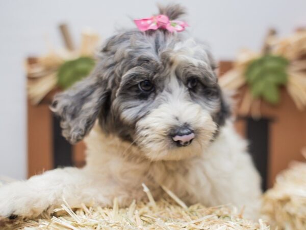 Aussiedoodle DOG Female Blue Merle 14295 Petland Wichita, Kansas