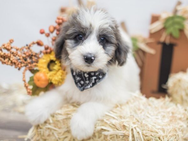 Aussiedoodle DOG Male Blue Merle 14294 Petland Wichita, Kansas