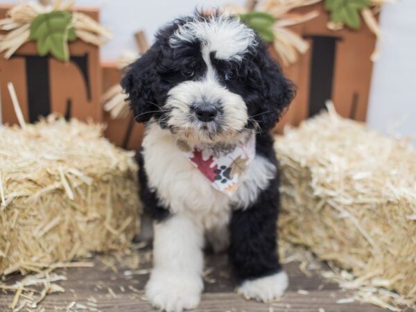 Aussiedoodle DOG Male Black & White 14293 Petland Wichita, Kansas