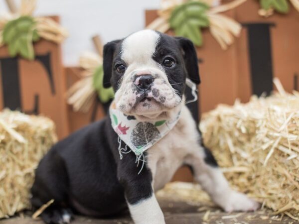 English Bulldog DOG Male Black & White 14292 Petland Wichita, Kansas