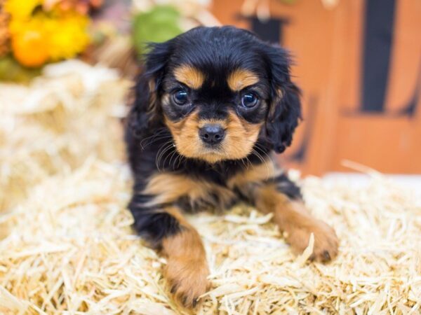 Cavalier King Charles Spaniel-DOG-Female--14316-Petland Wichita, Kansas