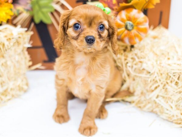 Cavalier King Charles Spaniel DOG Female Ruby 14315 Petland Wichita, Kansas