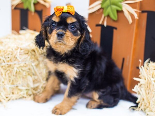 Cavalier King Charles Spaniel DOG Female Black & Tan 14314 Petland Wichita, Kansas