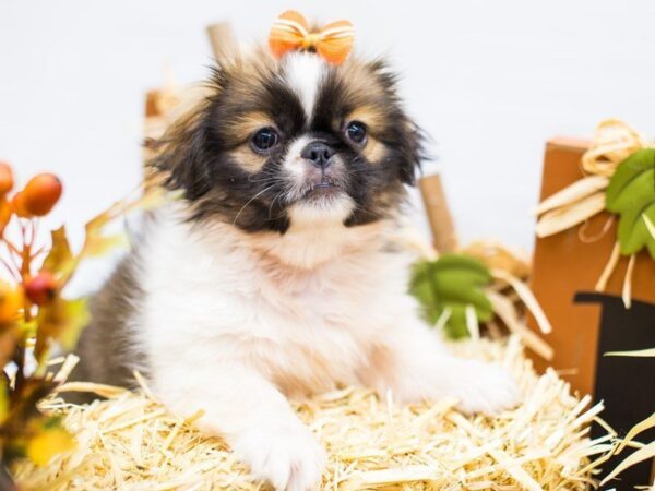 Pekingese DOG Female Sable Tri 14313 Petland Wichita, Kansas