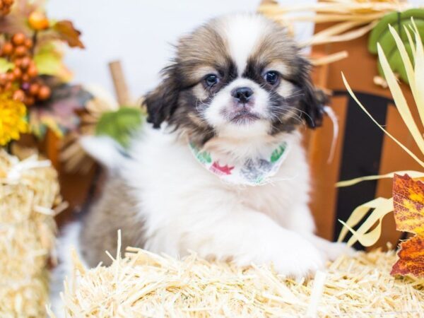 Pekingese DOG Male Sable Tri 14312 Petland Wichita, Kansas