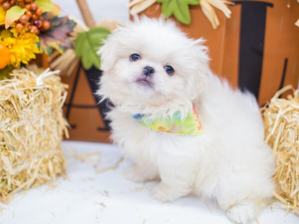 Pekingese DOG Male Cream & White 14311 Petland Wichita, Kansas