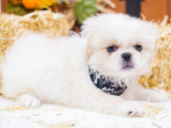 Pekingese DOG Male Cream & White 14310 Petland Wichita, Kansas