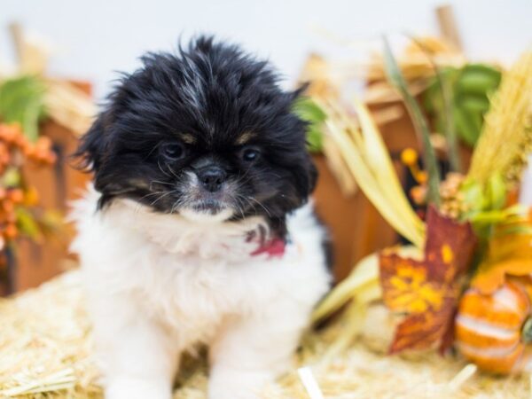 Pekingese DOG Male Black & White 14309 Petland Wichita, Kansas