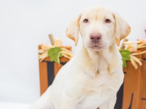 Labrador Retriever DOG Female Yellow 14308 Petland Wichita, Kansas