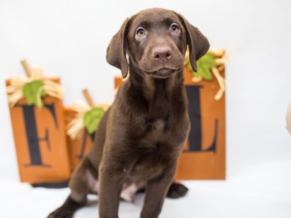 Labrador Retriever-DOG-Male-Chocolate-14307-Petland Wichita, Kansas