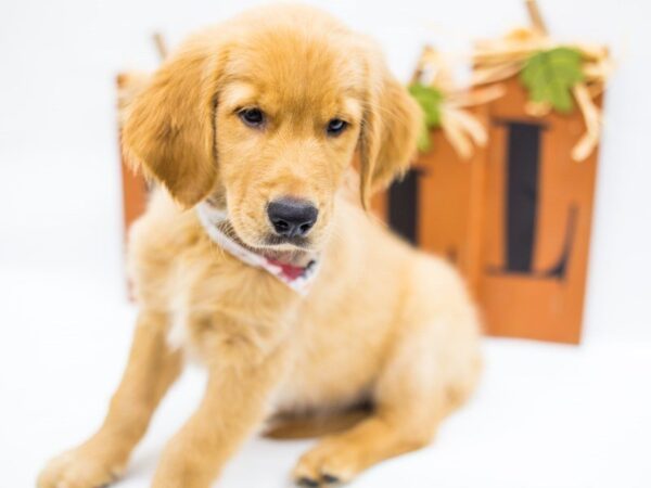 Golden Retriever DOG Male 14305 Petland Wichita, Kansas