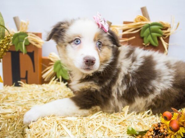 Miniature Australian Shepherd DOG Female Red Merle 14360 Petland Wichita, Kansas