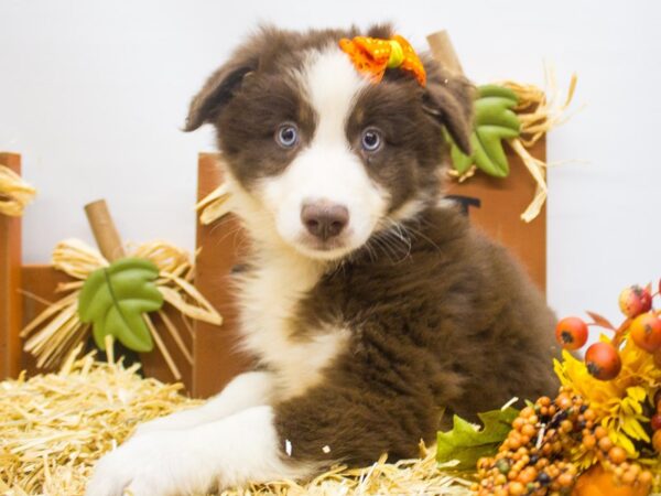 Miniature Australian Shepherd-DOG-Female-Red Tri 2 Blue Eyes-14359-Petland Wichita, Kansas