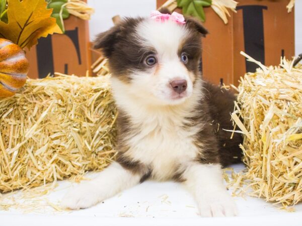 Miniature Australian Shepherd DOG Female Red Tri Bi Eye 14358 Petland Wichita, Kansas