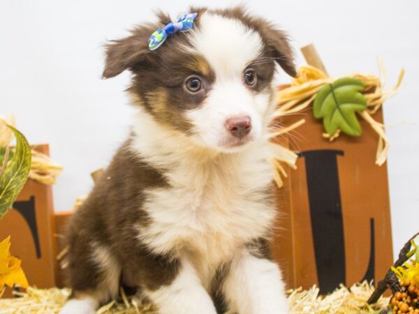 Miniature Australian Shepherd DOG Female Red Tri 14357 Petland Wichita, Kansas