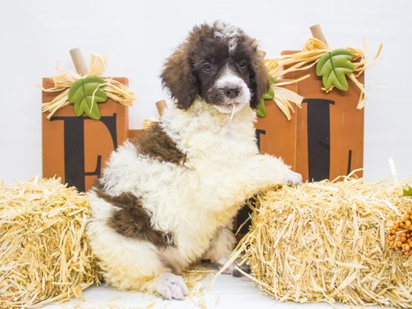 Standard Poodle-DOG-Female--14356-Petland Wichita, Kansas