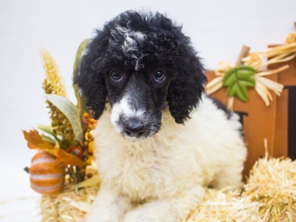 Standard Poodle DOG Female Black and White Parti 14355 Petland Wichita, Kansas