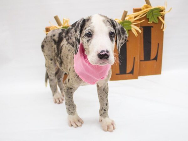 Great Dane DOG Female Blue Merle 14354 Petland Wichita, Kansas