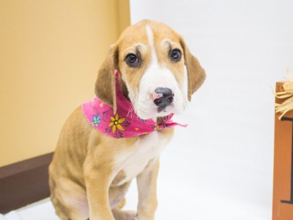 Great Dane DOG Female Mantle Fawn and White 14353 Petland Wichita, Kansas