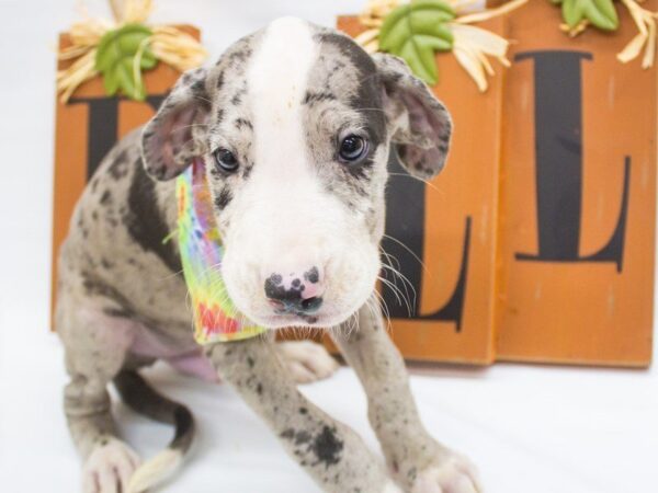 Great Dane-DOG-Male-Blue Merle-14352-Petland Wichita, Kansas