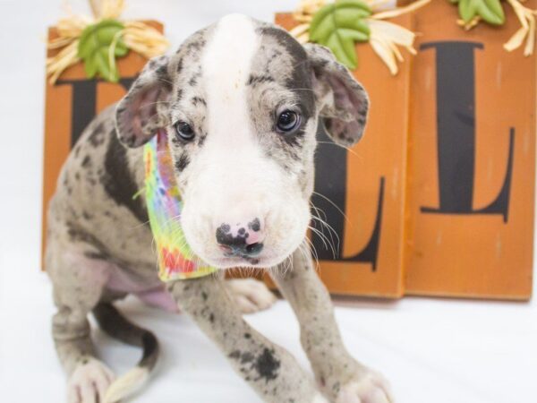 Great Dane DOG Male Blue Merle 14352 Petland Wichita, Kansas