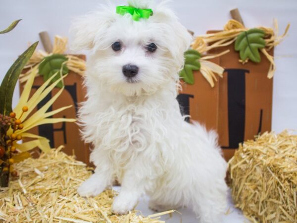 Maltese DOG Female White 14351 Petland Wichita, Kansas