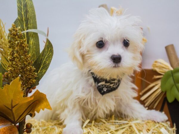 Malti Poo-DOG-Male-White-14350-Petland Wichita, Kansas