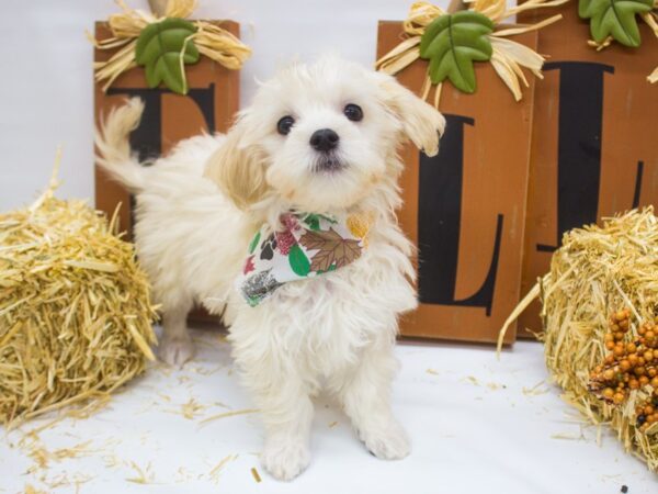 Malti Poo DOG Male Cream 14349 Petland Wichita, Kansas